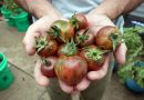 Мариновані томати: простий рецепт від шефкухаря Євгена Клопотенка