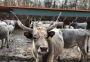 Як на Закарпатті розводять сірих угорських корів і чим вони цікаві