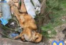Під Макаровом Київської області знайшли побитого та замінованого собаку