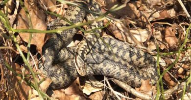 Які змії водяться на Закарпатті, та як уникнути небезпеки при зустрічі з ними