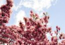 У Мукачеві квітнуть магнолії: а за пару тижнів – початок цвітіння сакур