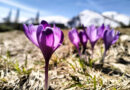 У високогір’я Чорногори прийшла весна: фоторепортаж