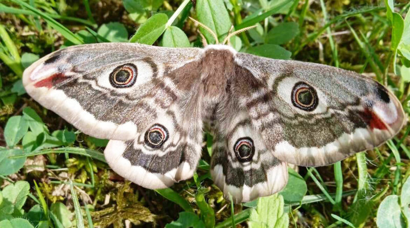 У національному парку «Синевир» виявили найбільшого метелика в Європі