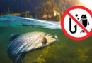 На Закарпатті діє нерестова заборона на вилов риби