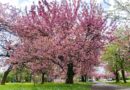 Неймовірна краса весняного Ужгорода – на вулицях міста пишно розквітли сакури