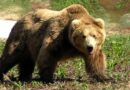 Закарпатські прикордонники попередили «туристів», що в горах з’явилося багато ведмедів