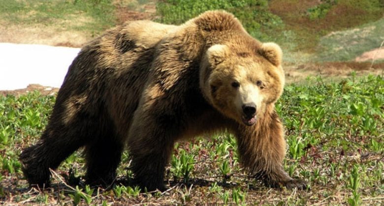 Закарпатські прикордонники попередили «туристів», що в горах з’явилося багато ведмедів