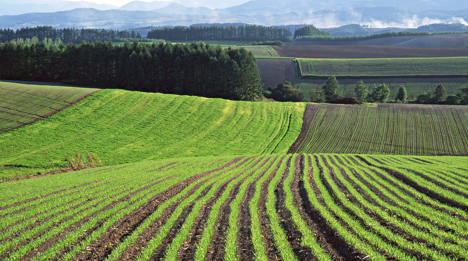 Зоны сх использования. Пахотные поля Белоруссия. Сельскохозяйственный ландшафт. Сельскохозяйственные угодья. Земельные ресурсы.